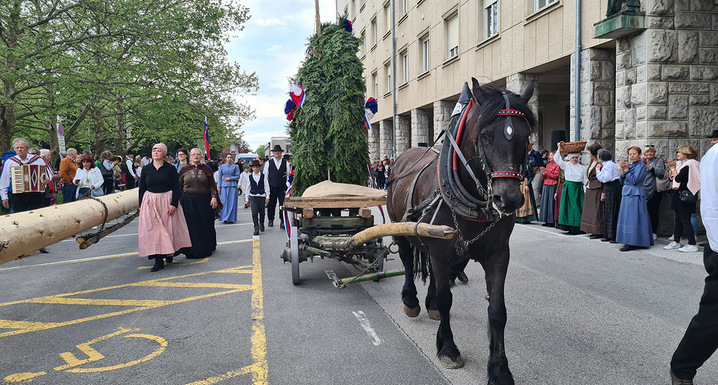 Goriški mlaj 2024