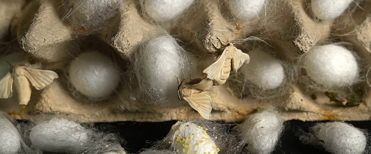 Svilenaprihodnostweb